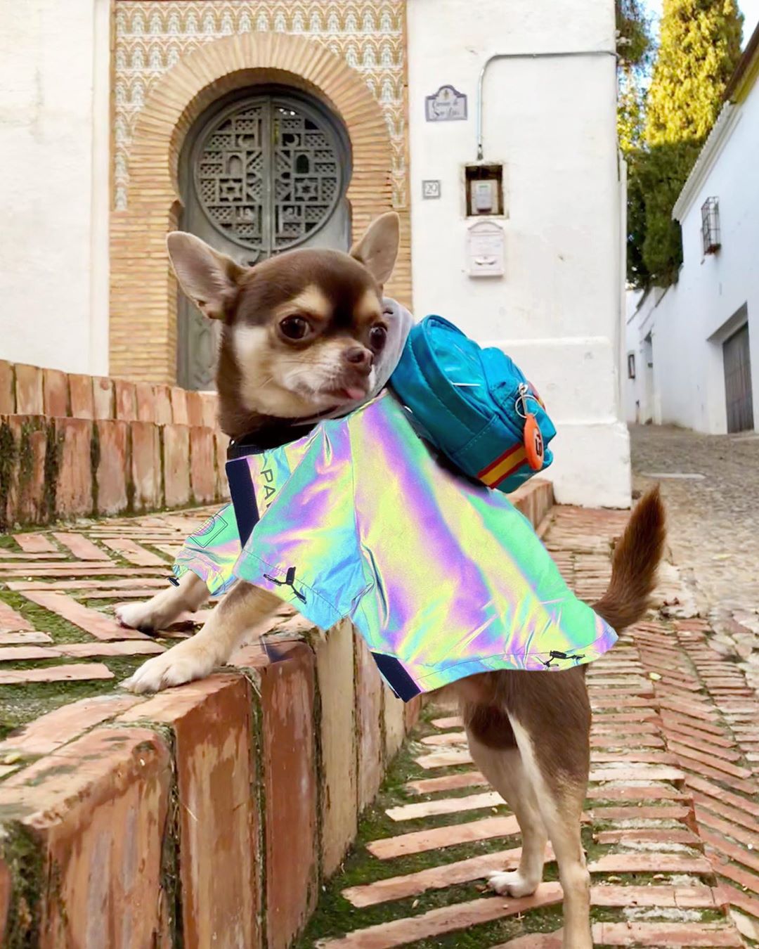 Manteau réfléchissant en microcristallins pour chiens