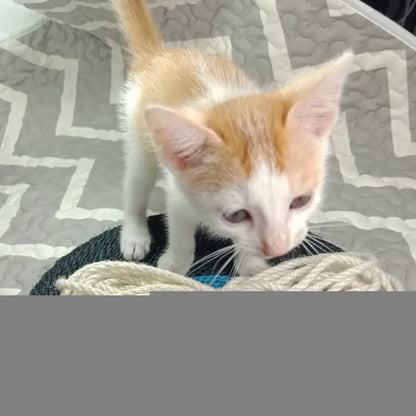 Corde en Jute Colorée pour l'Artisanat DIY et les Jouets pour Chats (10m)